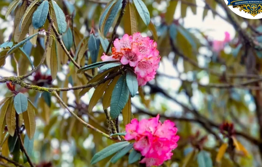 Barsey Rhododendron Trek