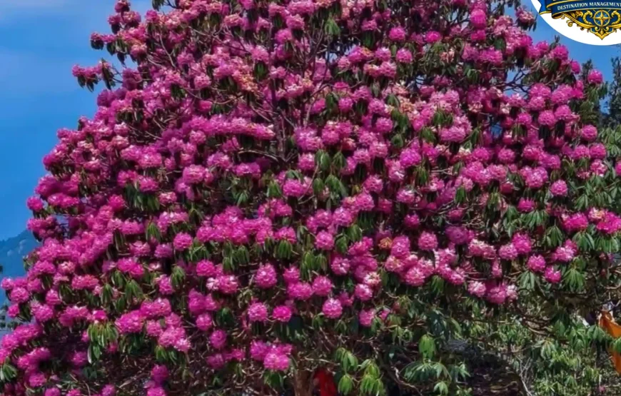 Barsey Rhododendron Trek