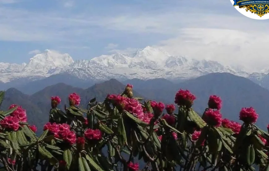 Barsey Rhododendron Trek