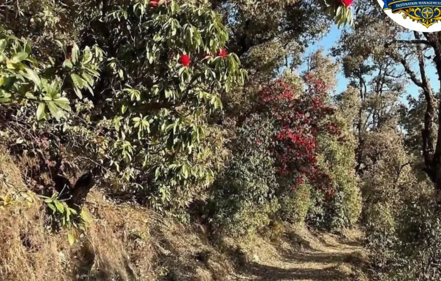 Barsey Rhododendron Trek