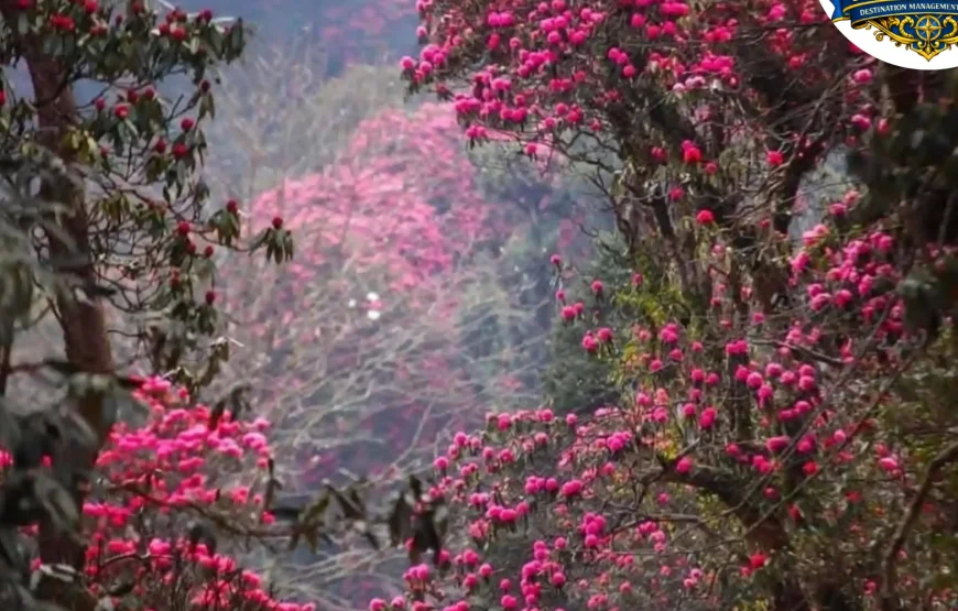 Barsey Rhododendron Trek