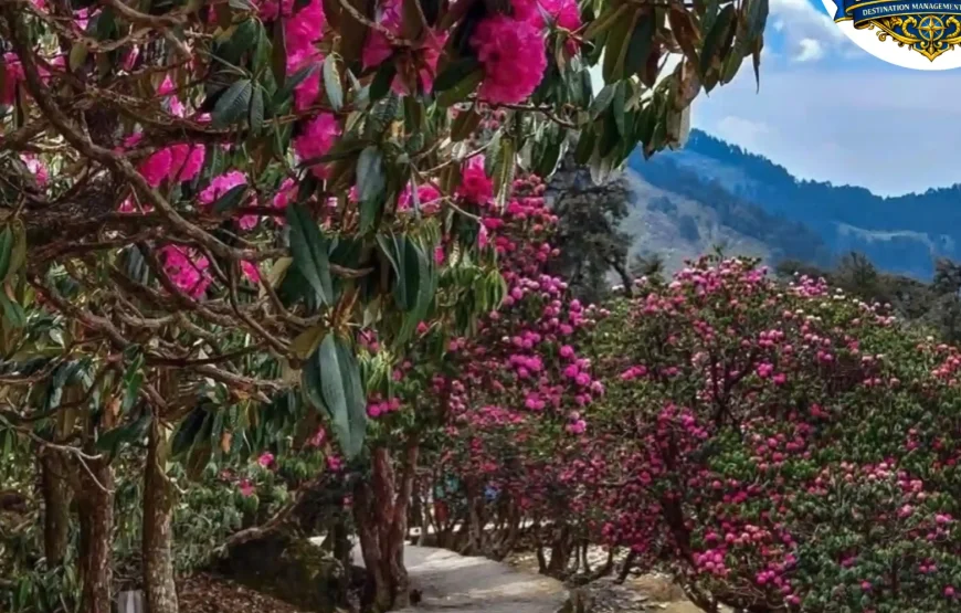 Barsey Rhododendron Trek