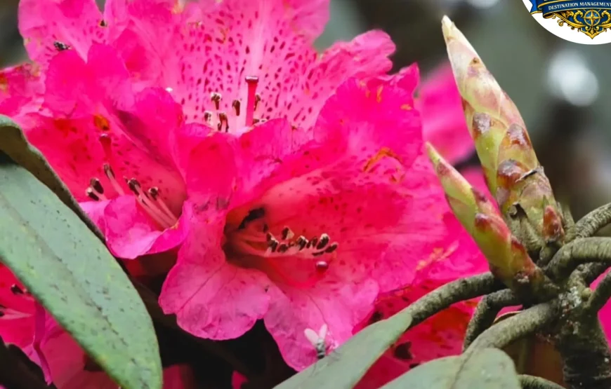 Barsey Rhododendron Trek