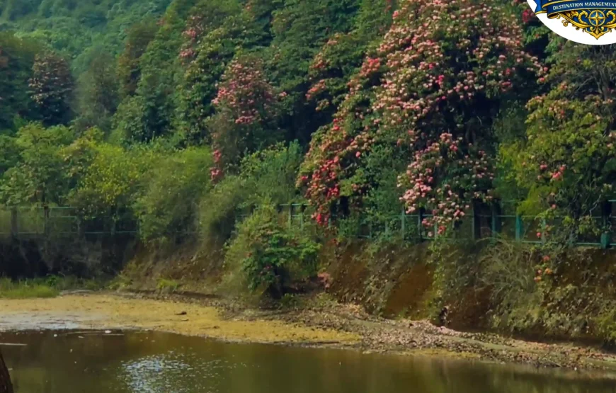 Barsey Rhododendron Trek