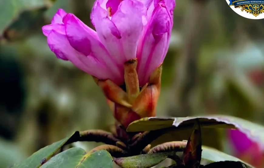 Barsey Rhododendron Trek