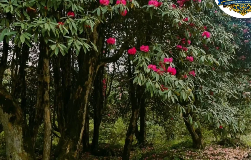 Barsey Rhododendron Trek
