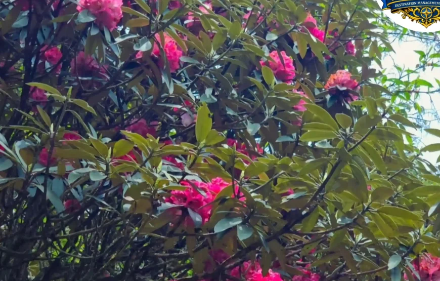 Barsey Rhododendron Trek