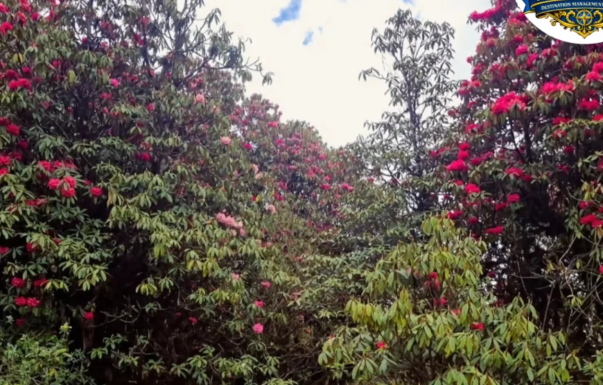 Barsey Rhododendron Trek