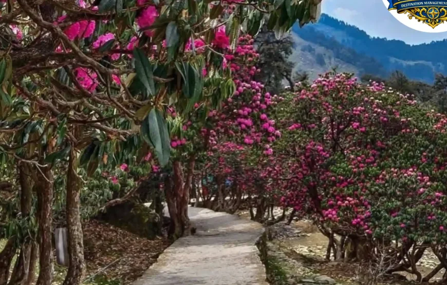Barsey Rhododendron Trek