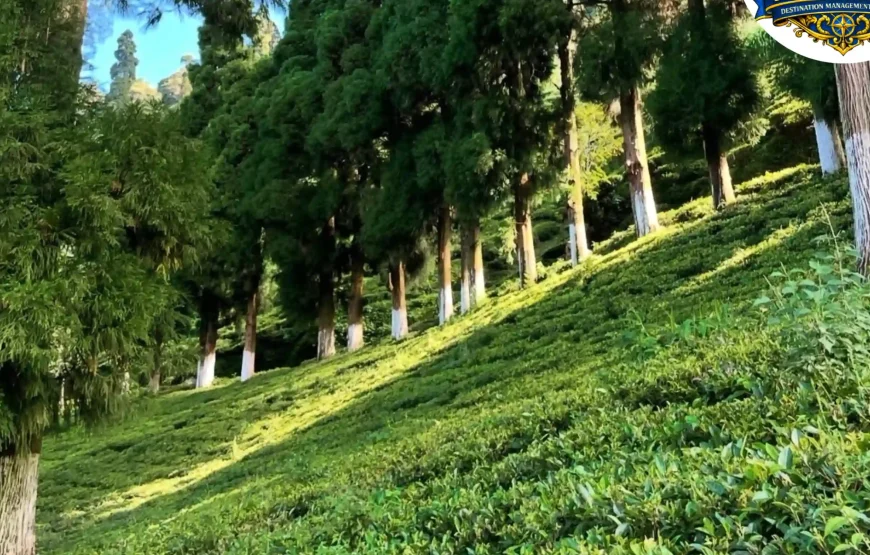 Best of Darjeeling Tour (2 Nights / 3 Days)