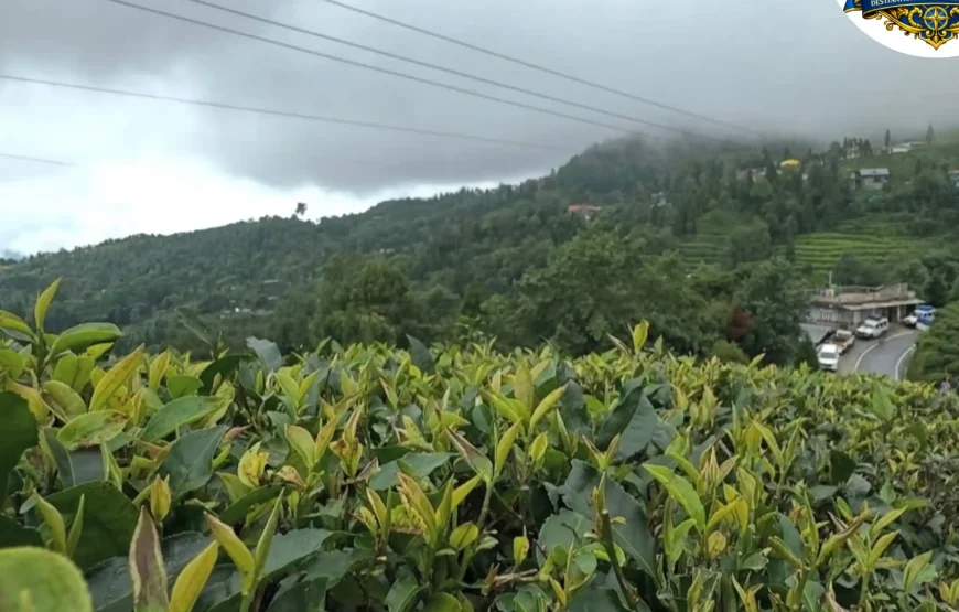 Best of Darjeeling Tour (2 Nights / 3 Days)