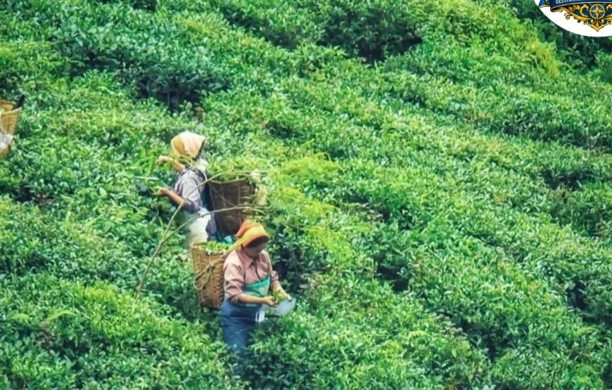 Best of Darjeeling Tour (2 Nights / 3 Days)