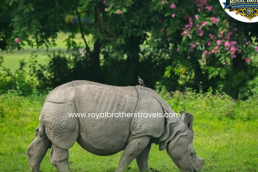 Best of Assam Tour (4 Nights / 5 Days)