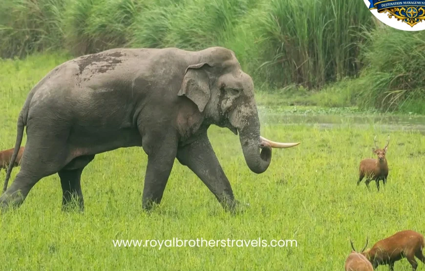 Best of Assam & Meghalaya Tour (10 Nights / 11 Days)