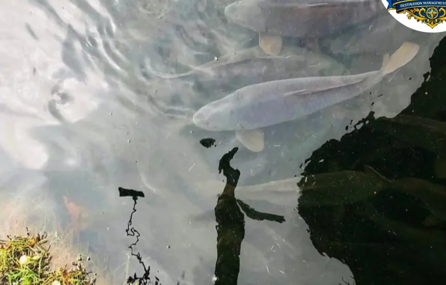 Best of Pelling -Sikkim Tour (2N/3D)