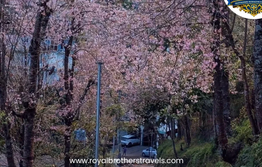 Best of Nagaland (6 Nights / 7 Days)