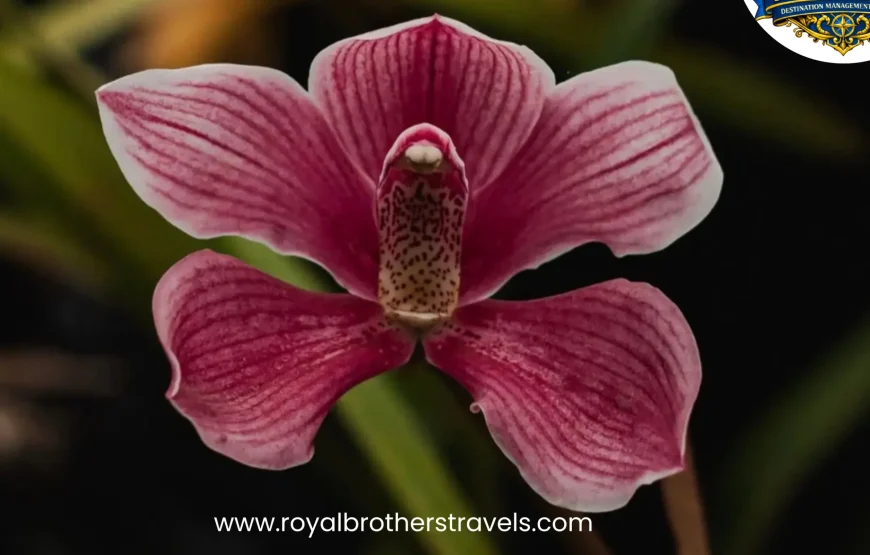 Best of Gangtok – Sikkim (3N / 4D)