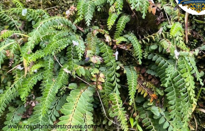 Best of Gangtok – Sikkim (3N / 4D)