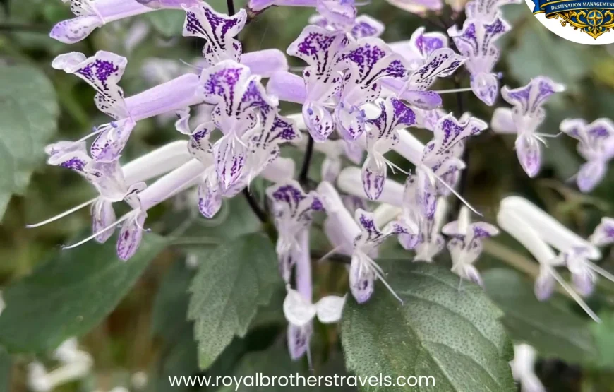 Best of Gangtok – Sikkim (3N / 4D)