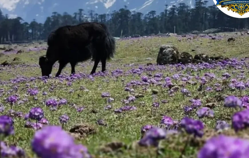 Best of Sikkim – 6 Nights / 7 Days