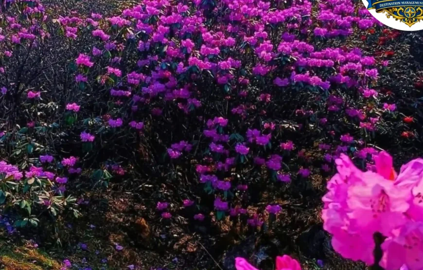 Best of Sikkim – 6 Nights / 7 Days