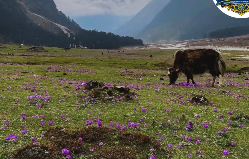 Best of Sikkim – 6 Nights / 7 Days