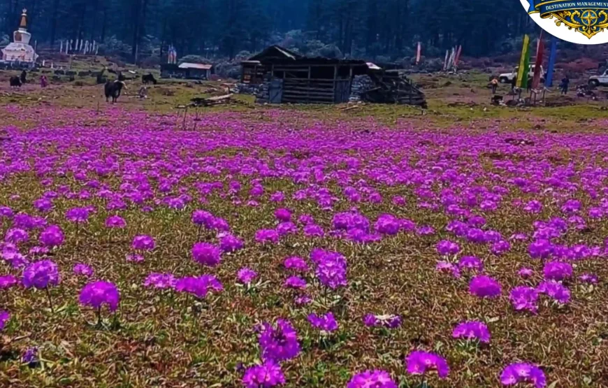 Best of North Sikkim Tour (5 Nights / 6 Days)