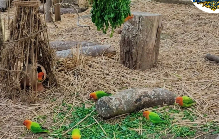 Best of Darjeeling Tour (2 Nights / 3 Days)