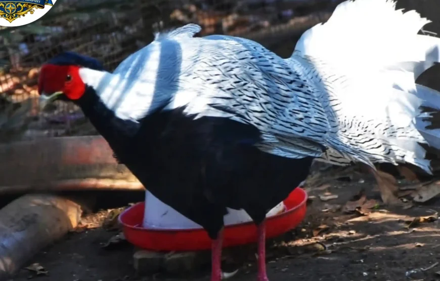 Best of Darjeeling Tour (2 Nights / 3 Days)