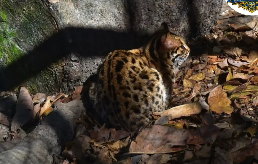 Best of Darjeeling Tour (2 Nights / 3 Days)