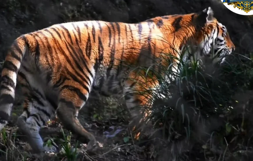 Best of Sikkim & Darjeeling Tour (7 Nights / 8 Days)