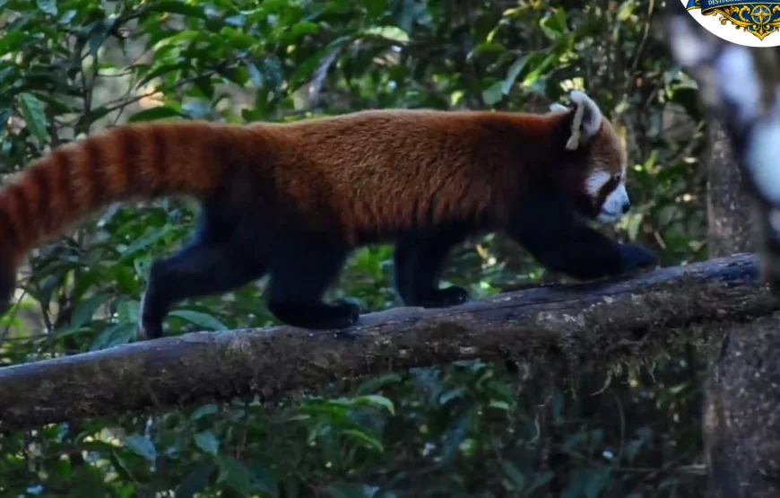 Best of Darjeeling Tour (2 Nights / 3 Days)