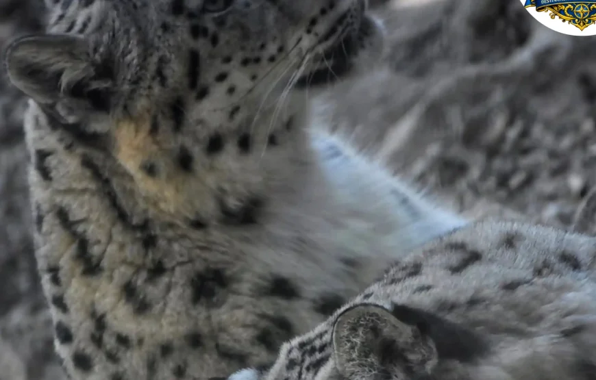 Best of Darjeeling Tour (2 Nights / 3 Days)