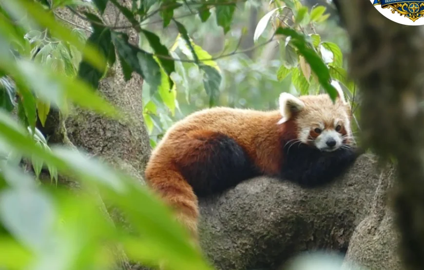 Best of Darjeeling Tour (2 Nights / 3 Days)