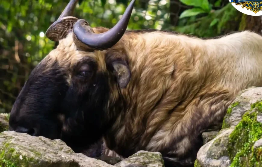 Best of Darjeeling Tour (2 Nights / 3 Days)