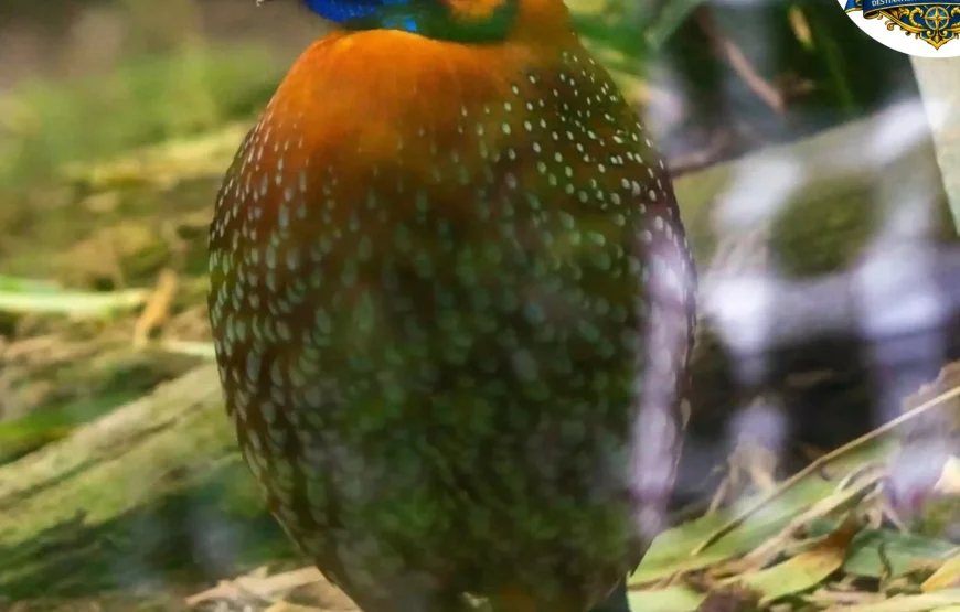 Best of Darjeeling Tour (2 Nights / 3 Days)