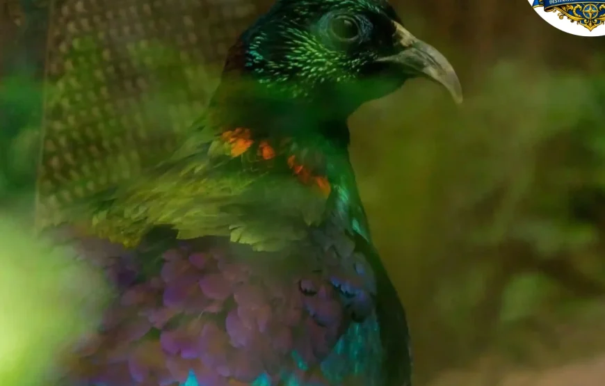 Best of Darjeeling Tour (2 Nights / 3 Days)