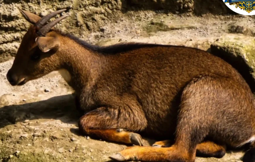 Best of Darjeeling Tour (2 Nights / 3 Days)