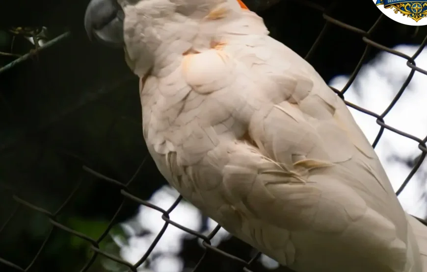 Best of Darjeeling Tour (2 Nights / 3 Days)