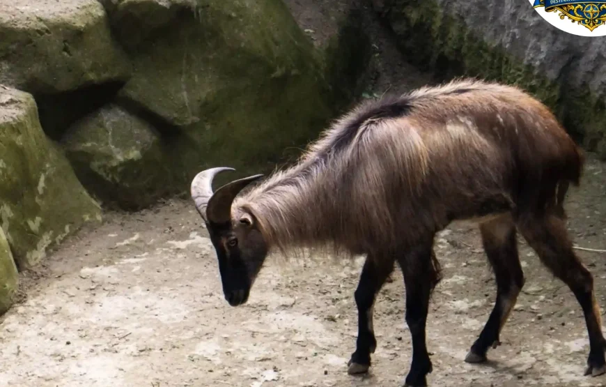 Best of Darjeeling Tour (2 Nights / 3 Days)