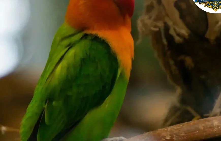 Best of Darjeeling Tour (2 Nights / 3 Days)