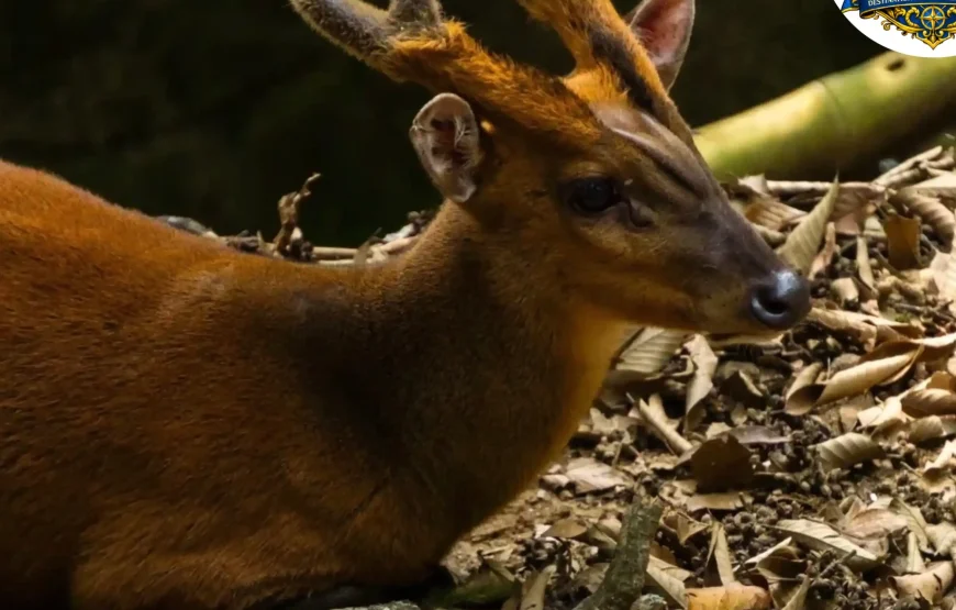 Best of Darjeeling Tour (2 Nights / 3 Days)