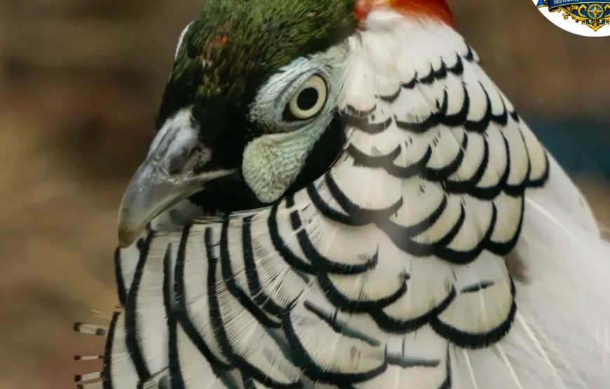 Best of Darjeeling Tour (2 Nights / 3 Days)