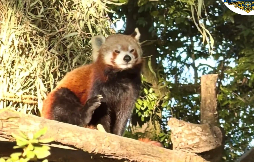 Best of Darjeeling Tour (2 Nights / 3 Days)