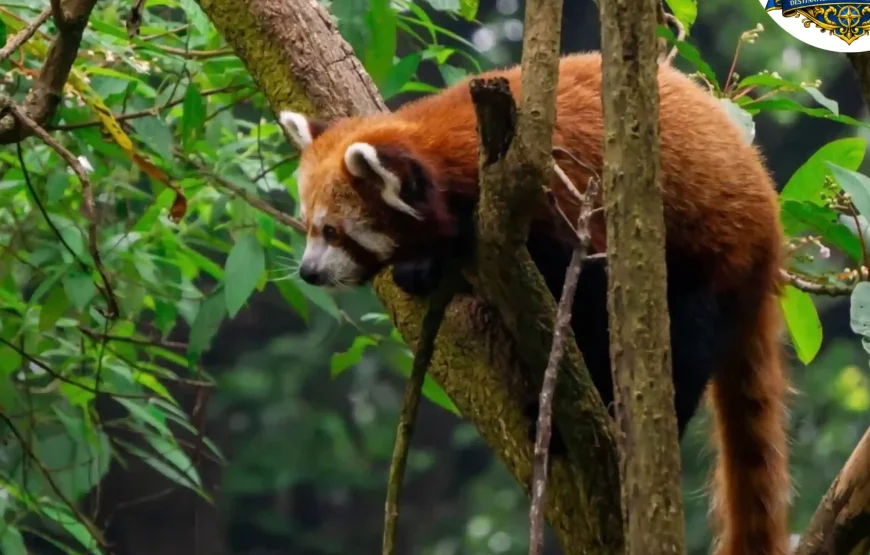 Best of Darjeeling Tour (2 Nights / 3 Days)