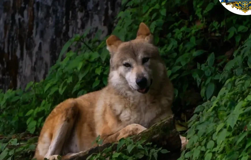 Best of Darjeeling Tour (2 Nights / 3 Days)