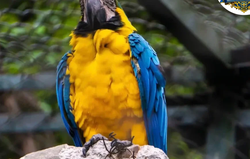 Best of Sikkim & Darjeeling Tour (7 Nights / 8 Days)