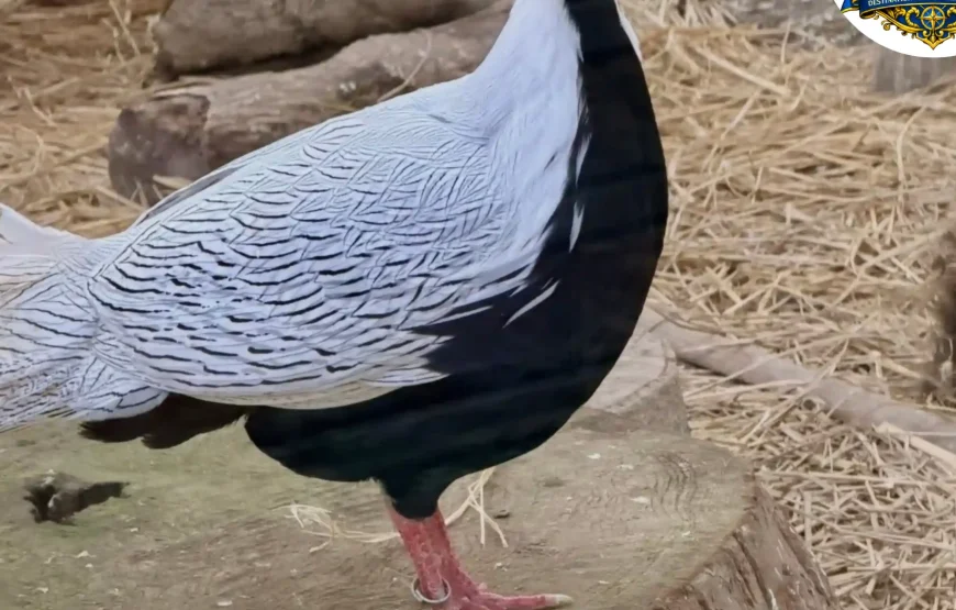 Best of Darjeeling Tour (2 Nights / 3 Days)