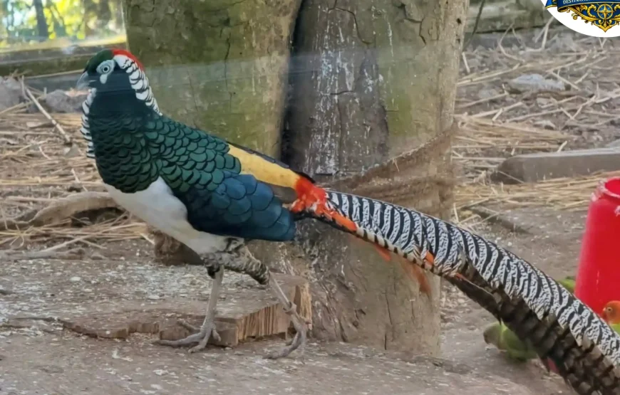 Best of Darjeeling Tour (2 Nights / 3 Days)