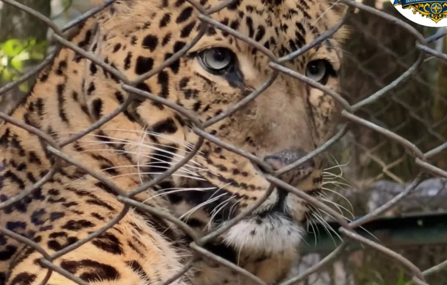 Best of Darjeeling Tour (2 Nights / 3 Days)